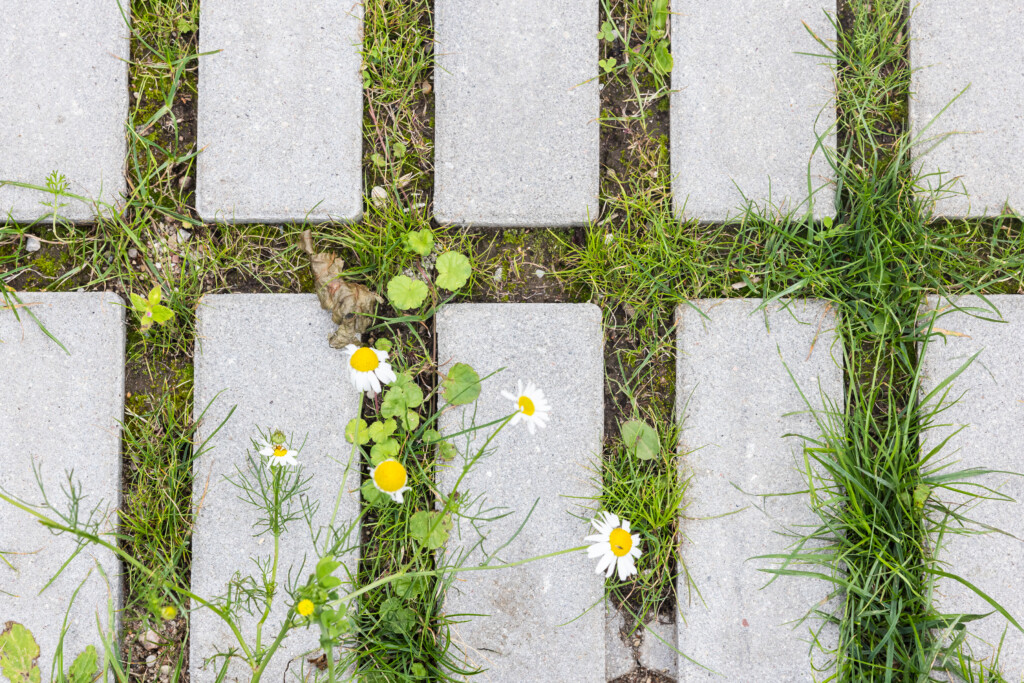 Juodrantė, Pilkopė